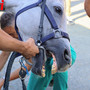 Ricca fotogallery di MerfePhoto