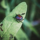 Foto di Richie Bettencourt - tamite Unsplash