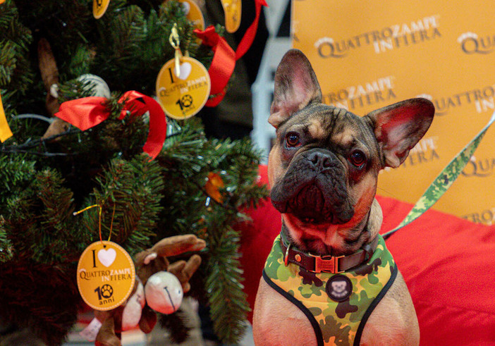 Quattrozampeinfiera: a Torino l'edizione di Natale Quattrozampeinfiera: a Torino l'edizione di Natale