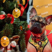 Quattrozampeinfiera: a Torino l'edizione di Natale Quattrozampeinfiera: a Torino l'edizione di Natale