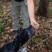 &quot;Tartufo, profumo di Piemonte&quot;: nell'Astigiano si inizia il primo ottobre a Montiglio