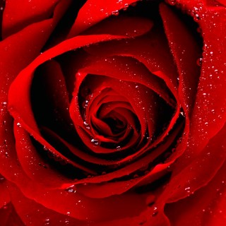 Rosa tipo quelle che usava nonna per il suo mitico rosolio
