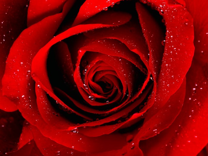Rosa tipo quelle che usava nonna per il suo mitico rosolio