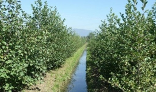Gestione dell'acqua, Confagricoltura Piemonte rilancia le aree di infiltrazione