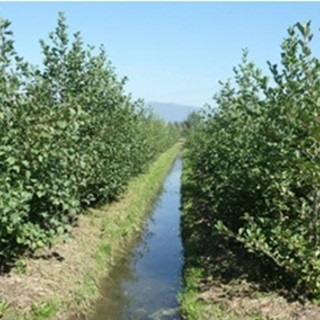 Gestione dell'acqua, Confagricoltura Piemonte rilancia le aree di infiltrazione