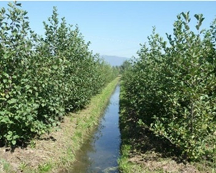 Gestione dell'acqua, Confagricoltura Piemonte rilancia le aree di infiltrazione