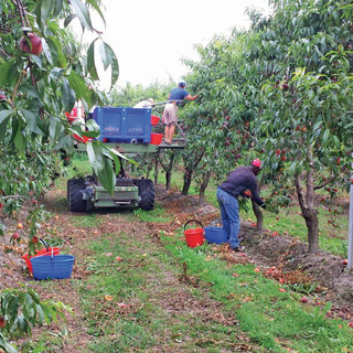 Immagine di repertorio di raccolta frutta in pianura
