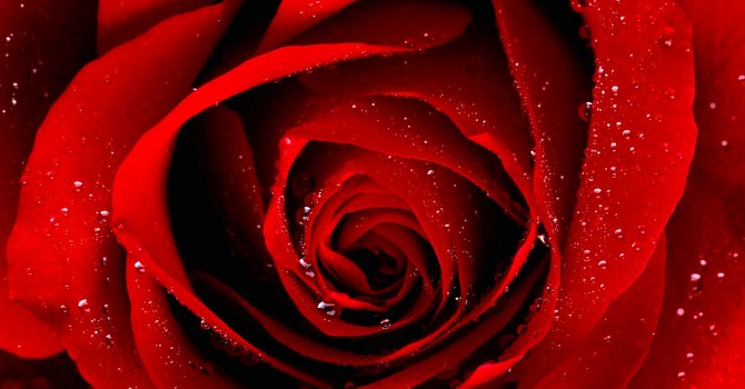 Rosa tipo quelle che usava nonna per il suo mitico rosolio