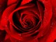 Rosa tipo quelle che usava nonna per il suo mitico rosolio