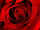 Rosa tipo quelle che usava nonna per il suo mitico rosolio