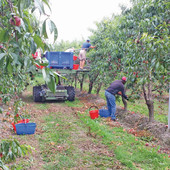 Dolce la frutta, amara la vita di chi la raccoglie: a Cuneo il punto sullo sfruttamento lavorativo nelle nostre terre Dolce la frutta, amara la vita di chi la raccoglie: a Cuneo il punto sullo sfruttamento lavorativo nelle nostre terre