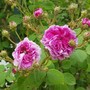 Scottish Rose di David Austin del Roseto della sorpresa di Castell'Alfero