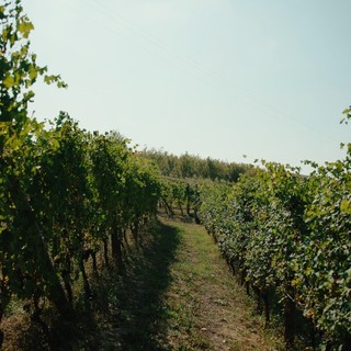 Vino piemontese e clima, l’allarme in Regione: “Servono risposte strutturali per il comparto”