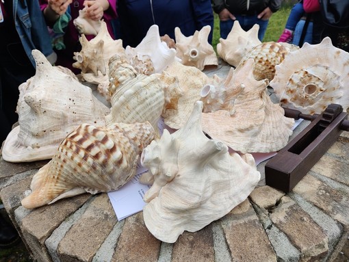 Le conchiglie sonanti, un viaggio tra mito e storia a Incisa Scapaccino Le conchiglie sonanti, un viaggio tra mito e storia a Incisa Scapaccino