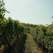 Vino piemontese e clima, l’allarme in Regione: “Servono risposte strutturali per il comparto”