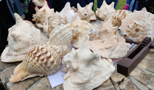 Le conchiglie sonanti, un viaggio tra mito e storia a Incisa Scapaccino