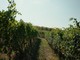 Vino piemontese e clima, l’allarme in Regione: “Servono risposte strutturali per il comparto”
