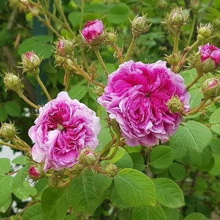 Scottish Rose di David Austin del Roseto della sorpresa di Castell'Alfero