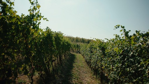 Vino piemontese e clima, l’allarme in Regione: “Servono risposte strutturali per il comparto” Vino piemontese e clima, l’allarme in Regione: “Servono risposte strutturali per il comparto”