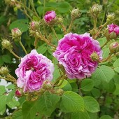 Scottish Rose di David Austin del Roseto della sorpresa di Castell'Alfero