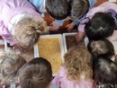 La voce... Delle scuole: speranza e progetti contro il bullismo con la Fondazione Carolina e l'istituto Alfieri
