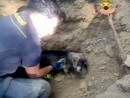 Alcune immagini relative il salvataggio della cagnolina