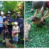 Collage di immagini successive il salvataggio del cane caduto nel pozzo