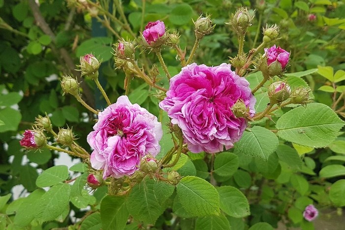 Scottish Rose di David Austin del Roseto della sorpresa di Castell'Alfero
