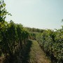 Vino piemontese e clima, l’allarme in Regione: “Servono risposte strutturali per il comparto” Vino piemontese e clima, l’allarme in Regione: “Servono risposte strutturali per il comparto”