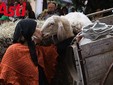 Alcune immagini della sfilata 2024 negli scatti di MerfePhoto e Barbara Guazzone