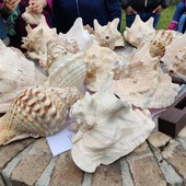 Le conchiglie sonanti, un viaggio tra mito e storia a Incisa Scapaccino