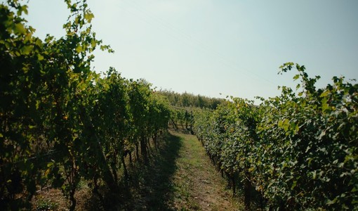 Vino piemontese e clima, l’allarme in Regione: “Servono risposte strutturali per il comparto” Vino piemontese e clima, l’allarme in Regione: “Servono risposte strutturali per il comparto”