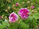 Scottish Rose di David Austin del Roseto della sorpresa di Castell'Alfero