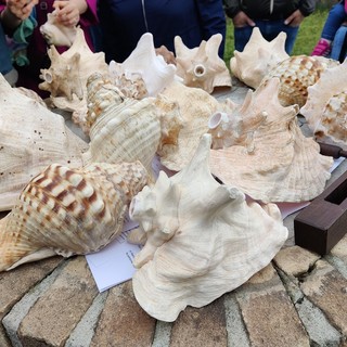 Le conchiglie sonanti, un viaggio tra mito e storia a Incisa Scapaccino