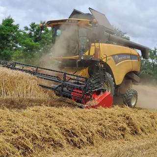 Trebbiatura nell'Astigiano tra ottima qualità e prezzi bloccati Trebbiatura nell'Astigiano tra ottima qualità e prezzi bloccati