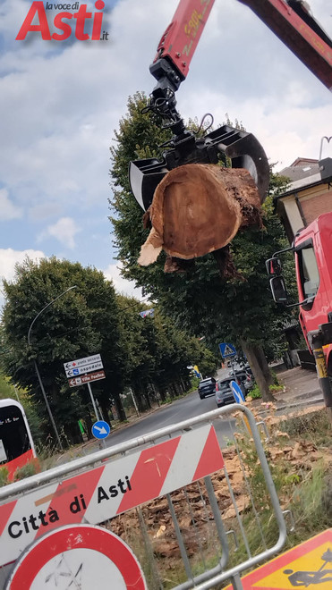 Pioppo abbattuto in corso XXV Aprile, l’appello di Europa Verde: "Si ripianti un albero nella rotonda" Pioppo abbattuto in corso XXV Aprile, l’appello di Europa Verde: "Si ripianti un albero nella rotonda"