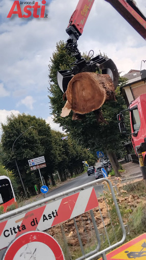 Pioppo abbattuto in corso XXV Aprile, l’appello di Europa Verde: "Si ripianti un albero nella rotonda" Pioppo abbattuto in corso XXV Aprile, l’appello di Europa Verde: "Si ripianti un albero nella rotonda"
