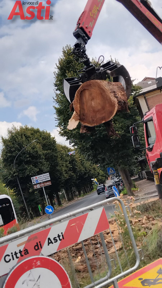 Pioppo abbattuto in corso XXV Aprile, l’appello di Europa Verde: "Si ripianti un albero nella rotonda" Pioppo abbattuto in corso XXV Aprile, l’appello di Europa Verde: "Si ripianti un albero nella rotonda"