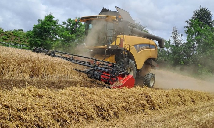 Trebbiatura nell'Astigiano tra ottima qualità e prezzi bloccati Trebbiatura nell'Astigiano tra ottima qualità e prezzi bloccati