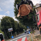 Pioppo abbattuto in corso XXV Aprile, l’appello di Europa Verde: "Si ripianti un albero nella rotonda" Pioppo abbattuto in corso XXV Aprile, l’appello di Europa Verde: "Si ripianti un albero nella rotonda"