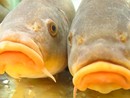 Tinche Gobbe Dorate in Sagra a Valfenera