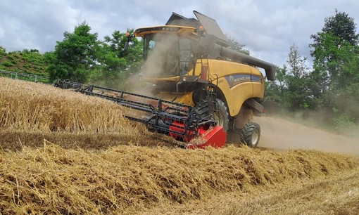 Trebbiatura nell'Astigiano tra ottima qualità e prezzi bloccati Trebbiatura nell'Astigiano tra ottima qualità e prezzi bloccati
