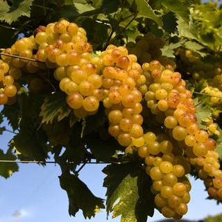 Docg Asti, fumata nera in Regione sulle rese della vendemmia: muro contro muro tra agricoltori e industrie