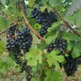 Uva pronta per la vendemmia