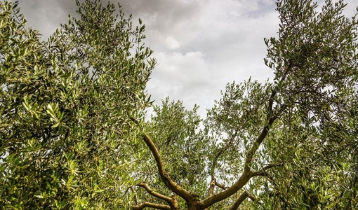 Oleoturismo, una proposta di legge per valorizzare l’olivicoltura piemontese
