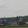 Uccelli appollaiati sui fili elettrici nella campagna di Bra