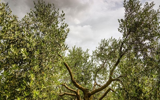 Oleoturismo, una proposta di legge per valorizzare l’olivicoltura piemontese Oleoturismo, una proposta di legge per valorizzare l’olivicoltura piemontese