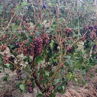Vigneti di Barbera danneggiati dalla grandine (foto d'archivio)