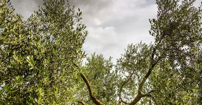 Oleoturismo, una proposta di legge per valorizzare l’olivicoltura piemontese