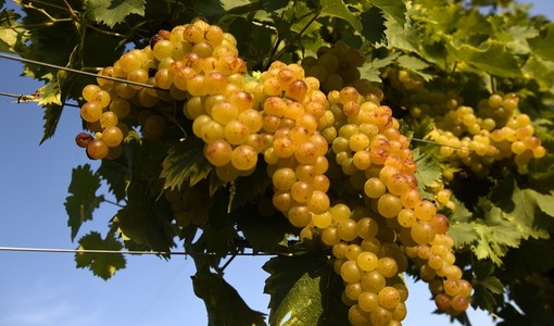 Docg Asti, fumata nera in Regione sulle rese della vendemmia: muro contro muro tra agricoltori e industrie